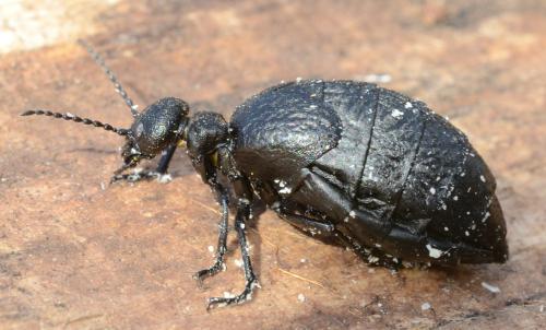 Réf. 298 432 : Meloe mediterraneus